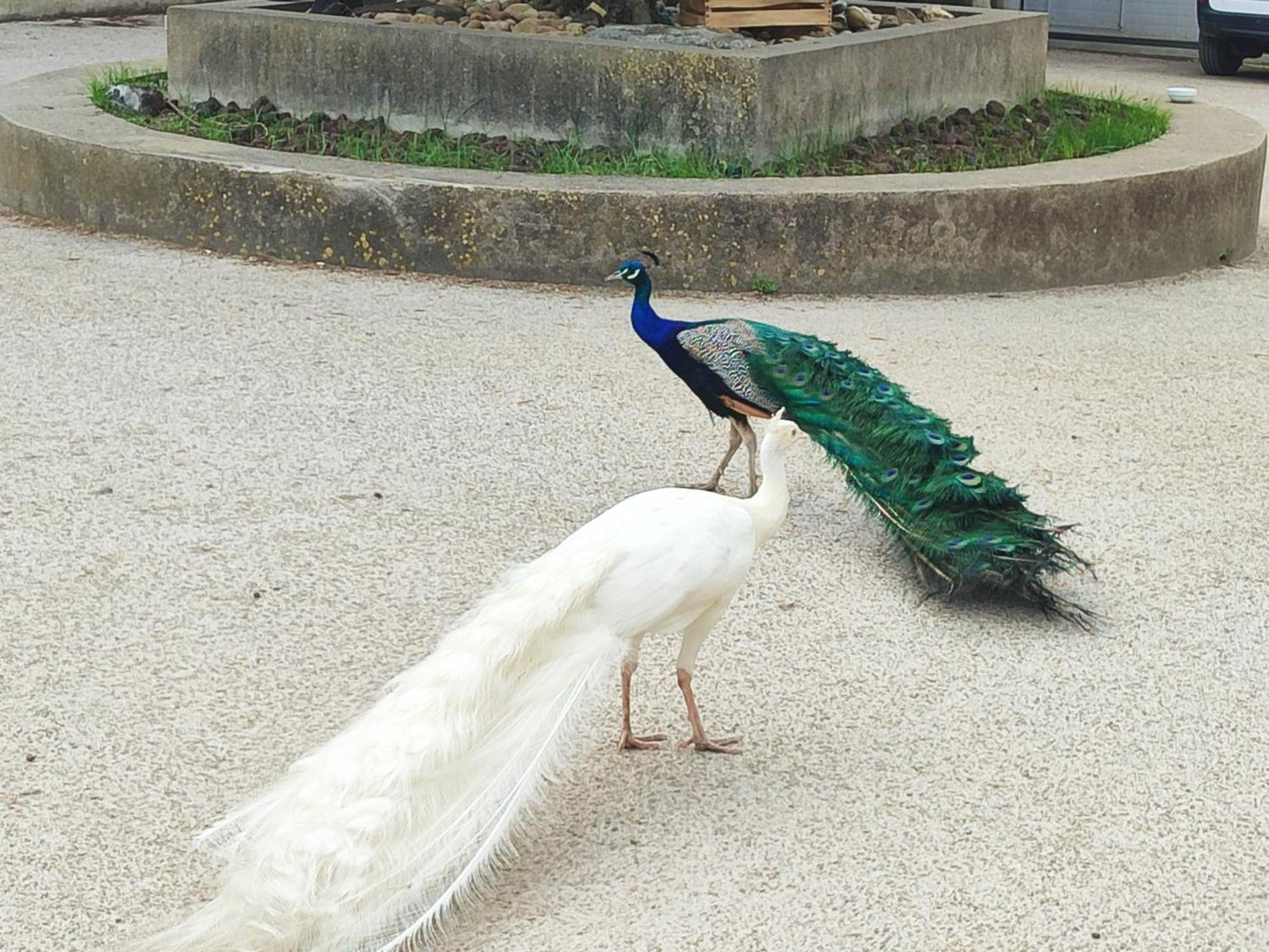 Mobilhome Au Camping Les Salins De La Gardiole Ex Camping Europe ヴィック・ラ・ガルディオル エクステリア 写真